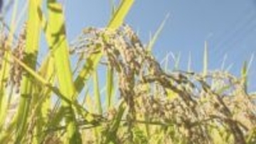 コメ価格に光明か？ 高騰続くも“値下がりの見通し”強まる