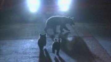 「ガサガサ」と音が…自宅の柿の木にライト当てたらクマ（体長約1.5メートル）　車に突進し衝突　福島・会津美里町