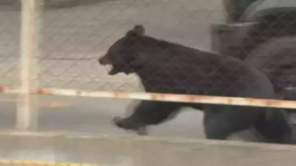 蛇口に手をあて水を飲み、窓のカギ開け逃走か…厄介な“人の構造物に慣れた”クマ、今後も出没注意