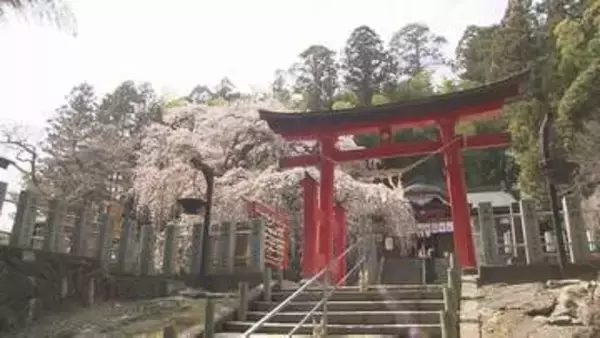 「心洗われる」小川諏訪神社のシダレザクラ見頃　桜まつりとライトアップも　福島・いわき市