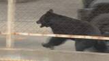 「「まさかこんな街中で…」4人襲ったクマ、工場内にとどまり捕獲に至らず　警察などの対応続く　福島市」の画像1