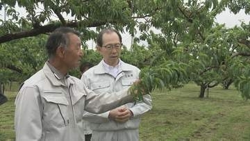 福島県内のひょう被害5億6550万円　内堀知事が現地視察「しっかり検討進める」