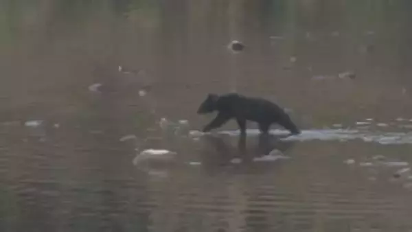 クマは“拳銃”では駆除できない…県警がプロジェクトチーム立ち上げ　警察官が“ライフル銃”使用可能に　福島