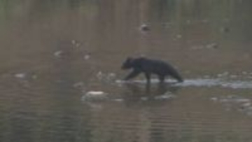 クマは“拳銃”では駆除できない…県警がプロジェクトチーム立ち上げ　警察官が“ライフル銃”使用可能に　福島