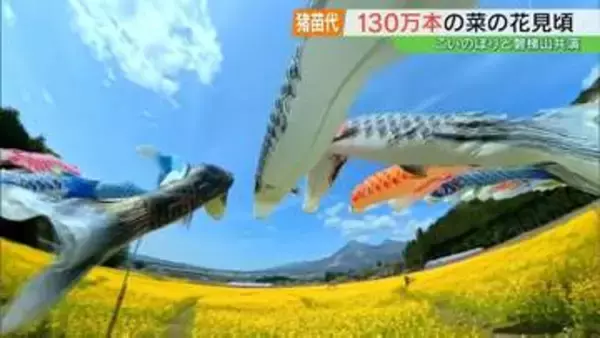 黄色いじゅうたん…磐梯山、こいのぼりと共演　菜の花見頃　福島・猪苗代町