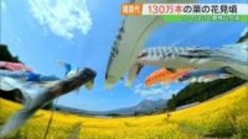 黄色いじゅうたん…磐梯山、こいのぼりと共演　菜の花見頃　福島・猪苗代町