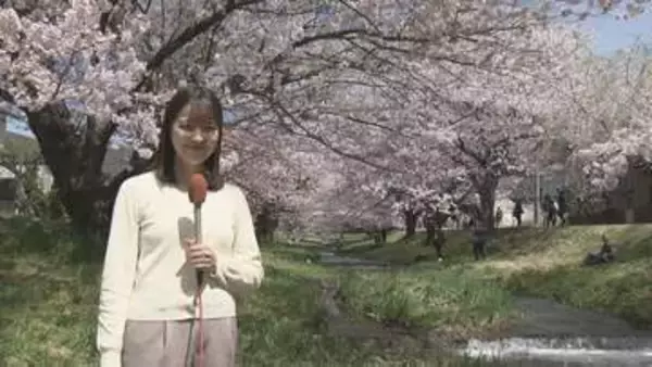 「本当にきれい」両岸に200本…観音寺川のサクラが満開に　福島・猪苗代町