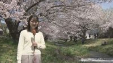 「本当にきれい」両岸に200本…観音寺川のサクラが満開に　福島・猪苗代町