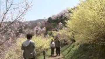 「花がいっぱい」福島の桃源郷・花見山は百花繚乱　観光客でにぎわう