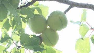 “青いダイヤ”会津の初夏の味覚、高田梅の収穫始まる　今年は豊作　福島・会津美里町