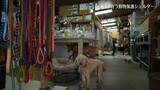 「【映像】命を全うする動物、向き合う職員…福島市のアニマルシェルター【カメラめせん51】」の画像1