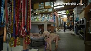 【映像】命を全うする動物、向き合う職員…福島市のアニマルシェルター【カメラめせん51】