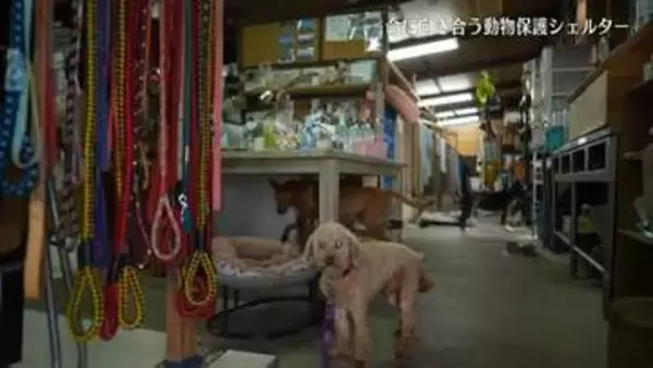 【映像】命を全うする動物、向き合う職員…福島市のアニマルシェルター【カメラめせん51】