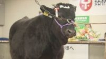 「そろそろ引退…」子牛の初競り、9年ぶり高値　背景にエサ代高騰と農家の減少　福島