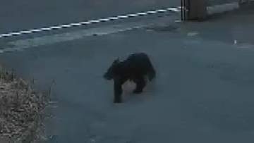 「まさか自分の家に…」悠々と歩く姿が防犯カメラに　住宅街でクマ目撃相次ぐ　福島市