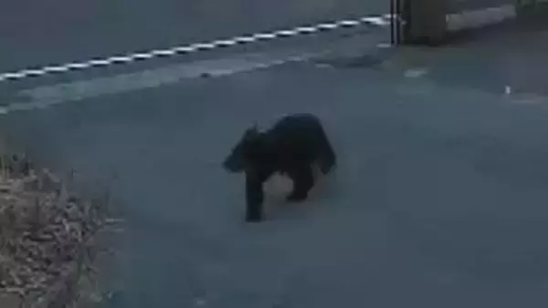 「まさか自分の家に…」悠々と歩く姿が防犯カメラに　住宅街でクマ目撃相次ぐ　福島市