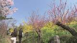 「春の花見山観光客、去年より5000人減少　悪天候続き見頃短く　福島市」の画像1