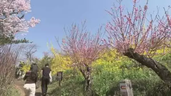 春の花見山観光客、去年より5000人減少　悪天候続き見頃短く　福島市