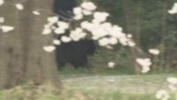 花火による追い払い開始　郡山市の住宅街でクマ目撃相次ぐ　福島・午後2時半現在