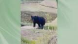 「エサ求めて往来か　いわき市山田町でクマ　南部では初の写真撮影　福島」の画像1