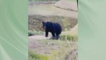 エサ求めて往来か　いわき市山田町でクマ　南部では初の写真撮影　福島