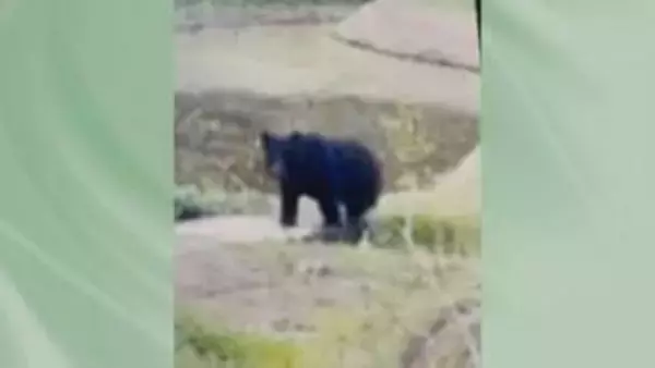 エサ求めて往来か　いわき市山田町でクマ　南部では初の写真撮影　福島