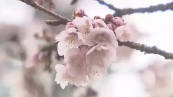 早咲きの「ヒガンザクラ」5分咲きに　国宝・白水阿弥陀堂近く　福島・いわき市