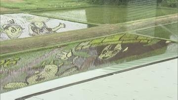 「天穂のサクナヒメ」が田んぼに降臨！圧巻の「田んぼアート」が見頃に　福島・鏡石町