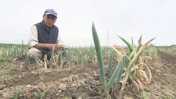 「経験したことがない」9月の降水量は去年の3倍…特産の「曲がりねぎ」長雨で生育不良、葉物野菜にも影響　福島・郡山市