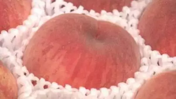 「世界に誇る農産物」旬のモモや夏野菜、佐藤副知事らがトップセールス　福島