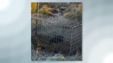 わなにかかったクマ「緊急銃猟」で駆除　県内初　福島・喜多方市