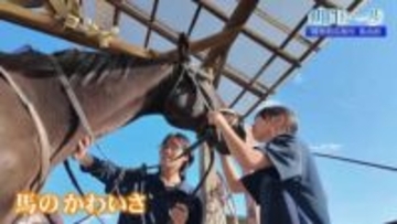 「人馬一体」を体現！未経験から挑む福島明成高校 馬術部の魅力【明日への一歩】