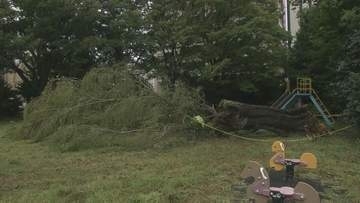 最大瞬間風速25.8メートル、台風15号の強風　いわき市で倒木や停電3400戸　福島