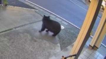 住宅街にクマ、防犯カメラに一部始終が…市街地で目撃相次ぐ　列車と衝突も　福島