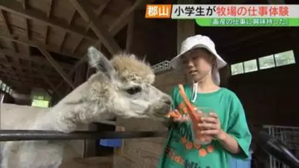 「大きくなったら飼育員になりたい」小学生が牧場の仕事体験　アルパカにエサやりも　福島・郡山市