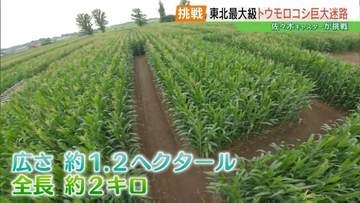 迷って戻って迷って…全長2キロの「トウモロコシ迷路」今年も登場！SDGsな理由とは？　福島・鏡石町