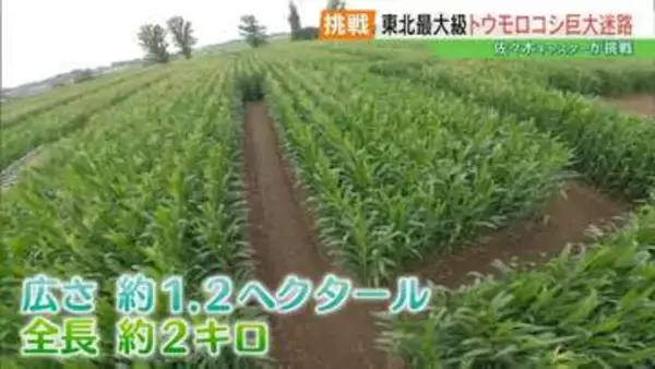 迷って戻って迷って…全長2キロの「トウモロコシ迷路」今年も登場！SDGsな理由とは？　福島・鏡石町