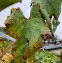 ブドウのリーフロール病　浜通りで県内初確認　糖度や食味に影響おそれ、防除徹底を　福島