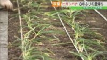 「感無量」原発事故で移植のヒガンバナ　8年ぶり里帰り　福島・双葉町