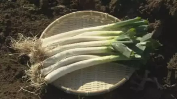 「ネギがなくなるくらいトロトロに…」甘い・うまい・やわらかい！阿久津曲がりねぎ収穫最盛期　福島・郡山市