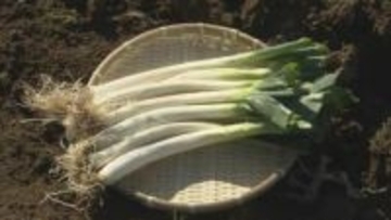 「ネギがなくなるくらいトロトロに…」甘い・うまい・やわらかい！阿久津曲がりねぎ収穫最盛期　福島・郡山市