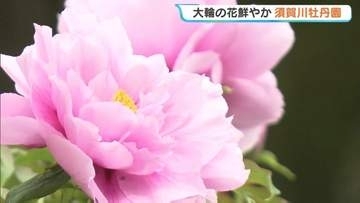 「涙が出ます」色鮮やかな大輪の花…須賀川牡丹園が見頃　福島・須賀川市