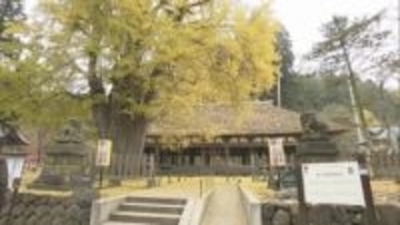 「じゅうたんになってとてもきれい」長床の大イチョウ　見頃でにぎわう　今年クマ影響でライトアップ休止　福島・喜多方市