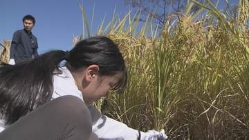 「いろんな人が頑張って作ってくれたんだな」沖縄と福島の子どもが一緒に稲刈り