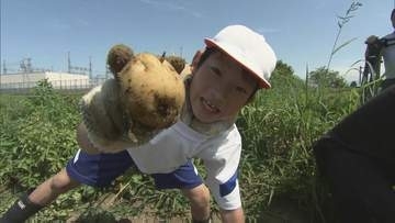 「お母さんと一緒に肉じゃがにして食べたい」小学生がジャガイモ収穫　福島・会津若松市