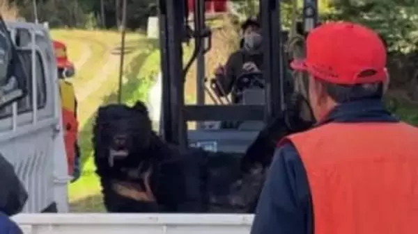 「牛舎の電気をつけたらクマが…」50代男性従業員がクマに襲われけが　2頭のうち1頭を駆除　牛に被害なし　福島・大玉村