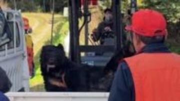 「牛舎の電気をつけたらクマが…」50代男性従業員がクマに襲われけが　2頭のうち1頭を駆除　牛に被害なし　福島・大玉村