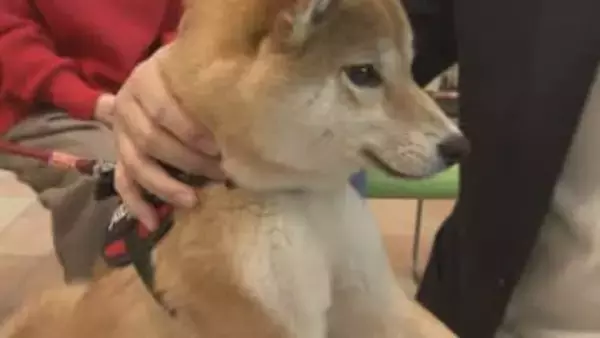 3歳以上の約8割が歯周病予備軍…愛犬のための歯みがき教室　福島