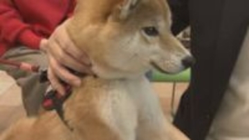 3歳以上の約8割が歯周病予備軍…愛犬のための歯みがき教室　福島