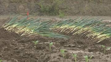 阿武隈川流域の遊水地　農地利用へ野菜の試験栽培始まる　2019年の台風被害を受けて整備　福島